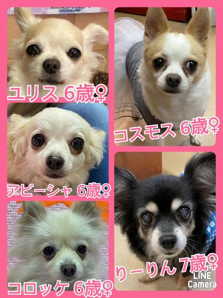 🐾今日の里親様募集中ワンコ🐶メンバーです🐾2022,6,5【保護犬カフェ天神橋店】